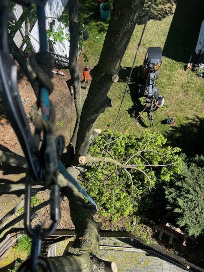 Aerial Climbing Work - Putnam County, NY