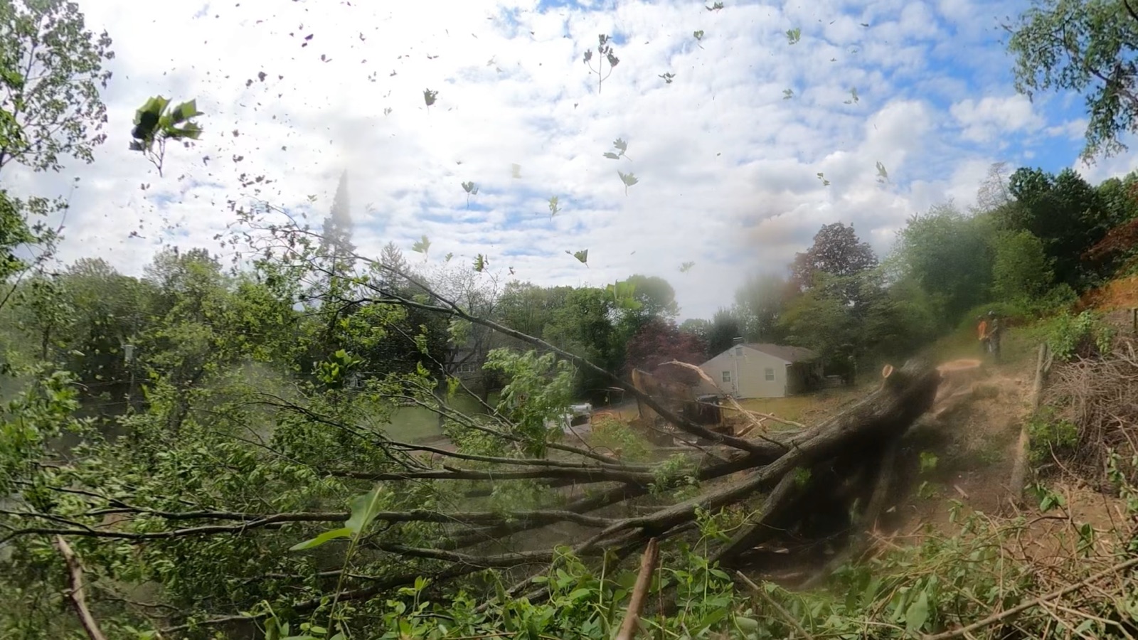 Large tree felling for emergency removal