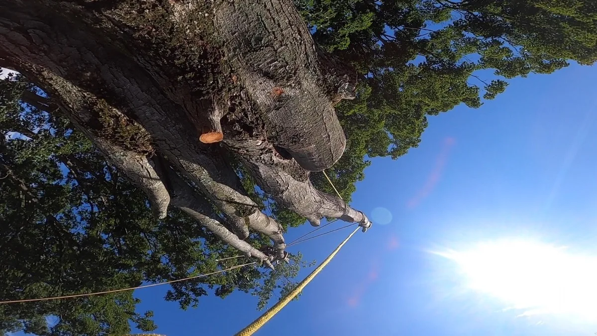 Tree pruning from climber perspective in Northern Westchester