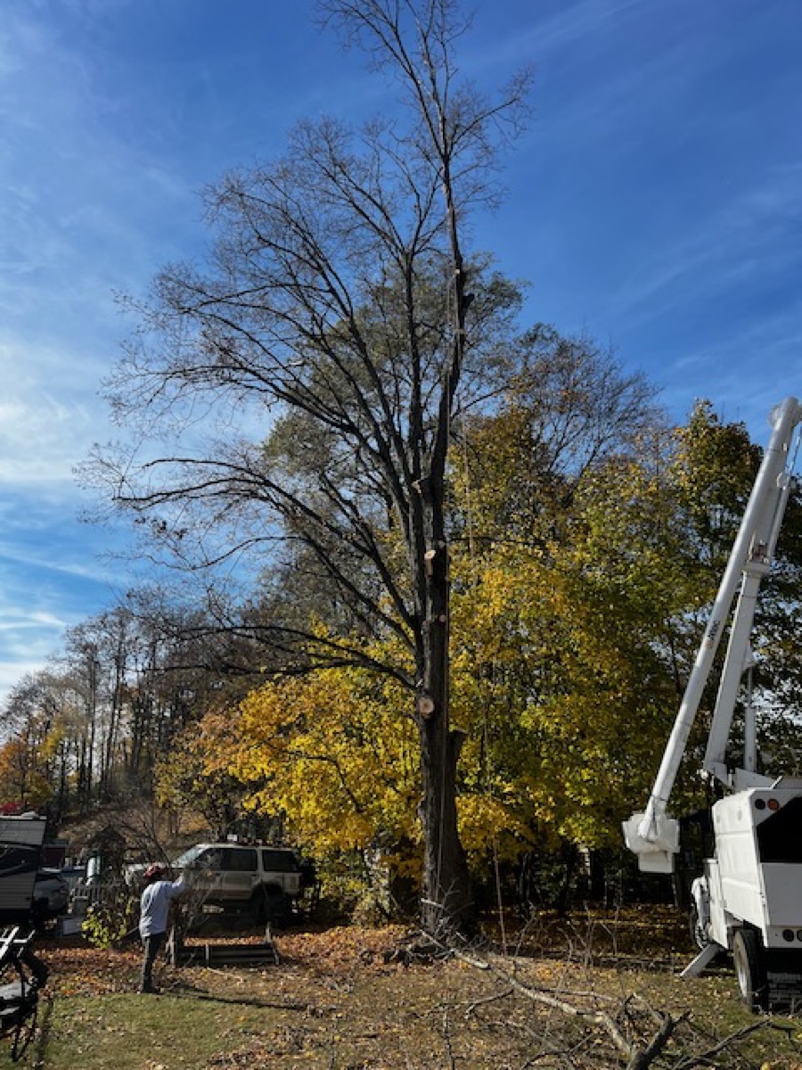 Dead tree removal with bucket truck in Lewisboro NY