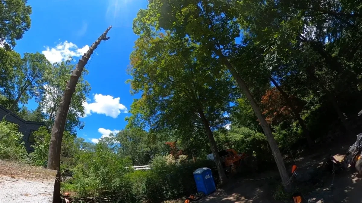 Careful pruning of hemlock tree in Westchester County
