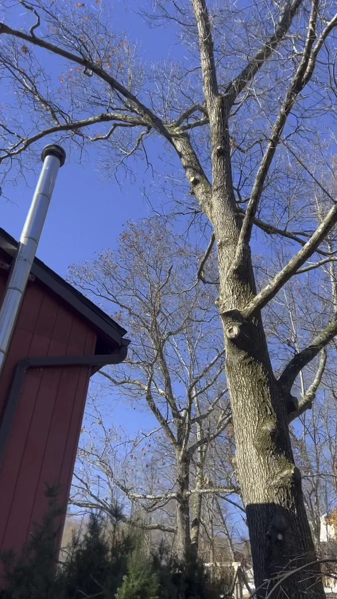 Large Oak Removal - Yorktown, NY