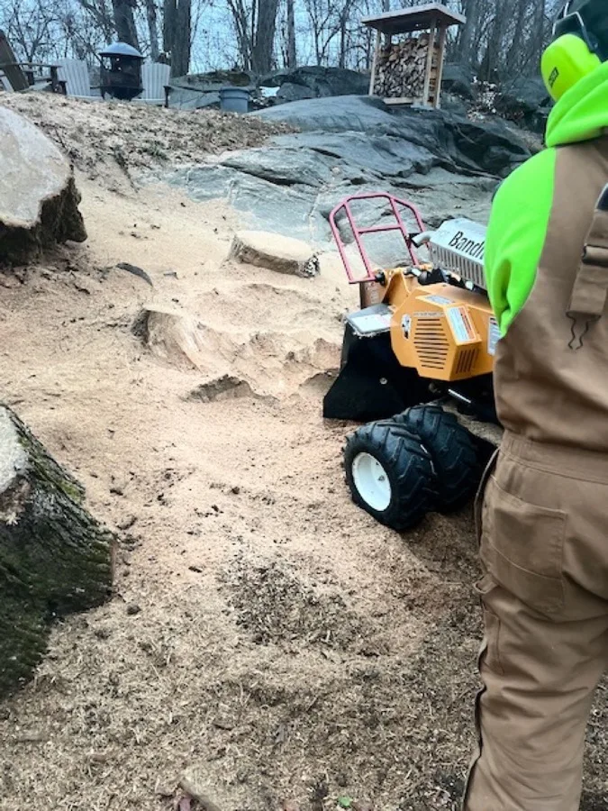 Close-up of Bandit stump grinder removing tree stump in Westchester NY