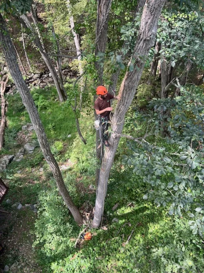 Professional tree climber aerial view in Pound Ridge NY