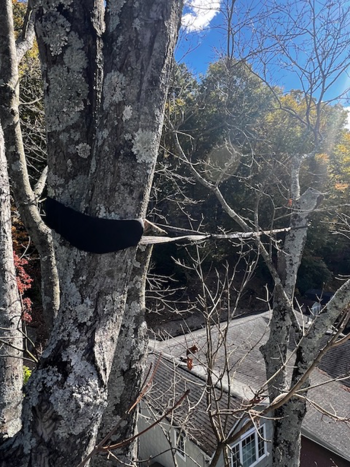 Careful tree removal near house in Briarcliff Manor NY