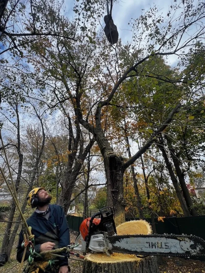 Tree rigging and ground crew working in New Castle NY